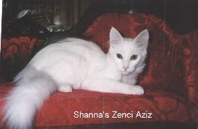 Shanna's Zenci Azzi