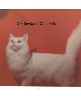 Ch Sevda of Chin Hills