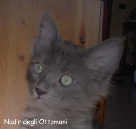 Nadir degli Ottomani