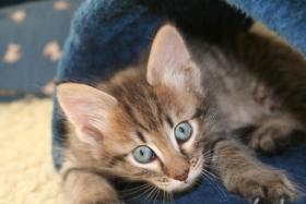 Kedi Anamur's Enzo