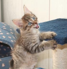Kedi Anamur's Enzo
