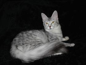 Kedi Anamur's Baha