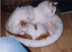 GIC Cat-à-Türk's Oglan och 