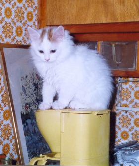 GIC Cat-à-Türk's Oglan