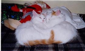GIC Cat-à-Türk's Oglan and Cat-à-Türk's Ozcar