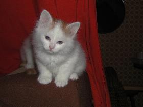 GIC Cat-à-Türk's Oglan