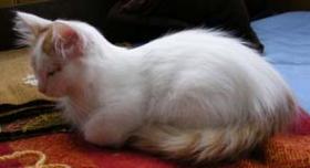 Cat-à-Türk's Petrus